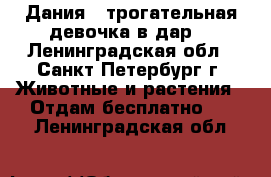 Дания - трогательная девочка в дар! - Ленинградская обл., Санкт-Петербург г. Животные и растения » Отдам бесплатно   . Ленинградская обл.